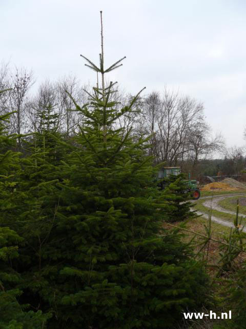 Abies nordmanniana